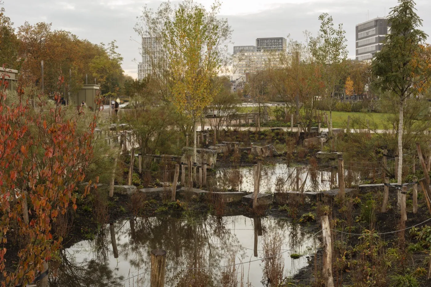 Ponds and reeds in Zuidpark's rain garden in autumn, with young trees